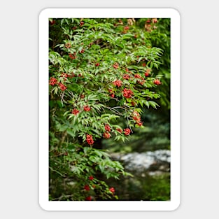 Red Rowan tree berries on branches Sticker